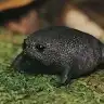 Евгения mio