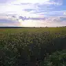 Вікторія Лілієнко