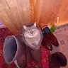 Кира Курныкина