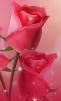 Annamaria