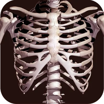 Osseous System 3D (анатомия)