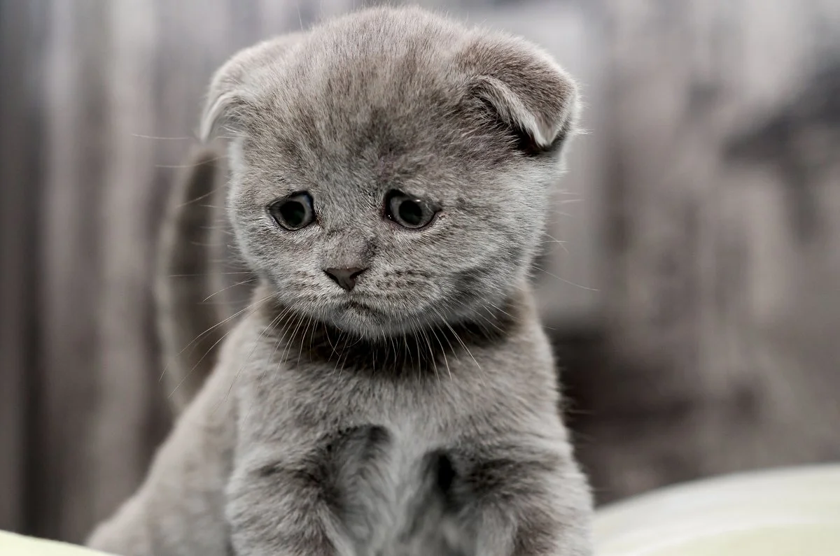 Domestic cats have smaller brains than wild cats