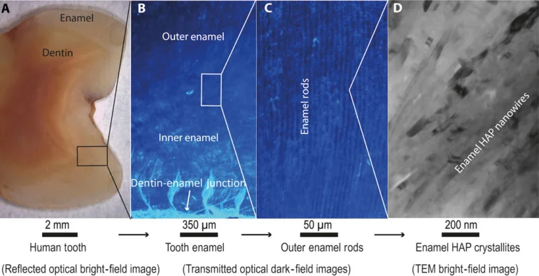 Зубная эмаль человека — от миллиметра до нанометра