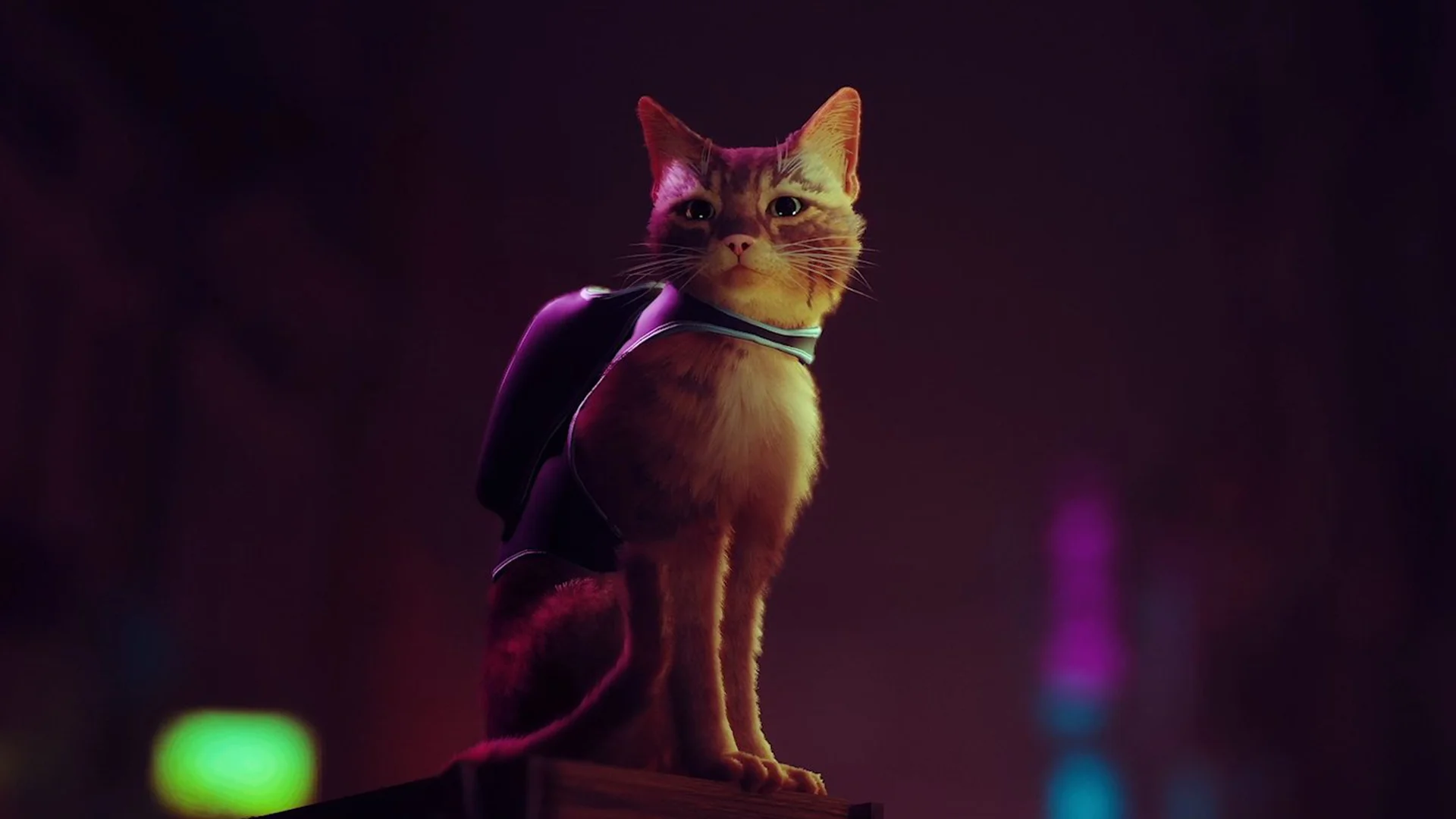 Stray – симулятор жизни кота в мире киберпанка