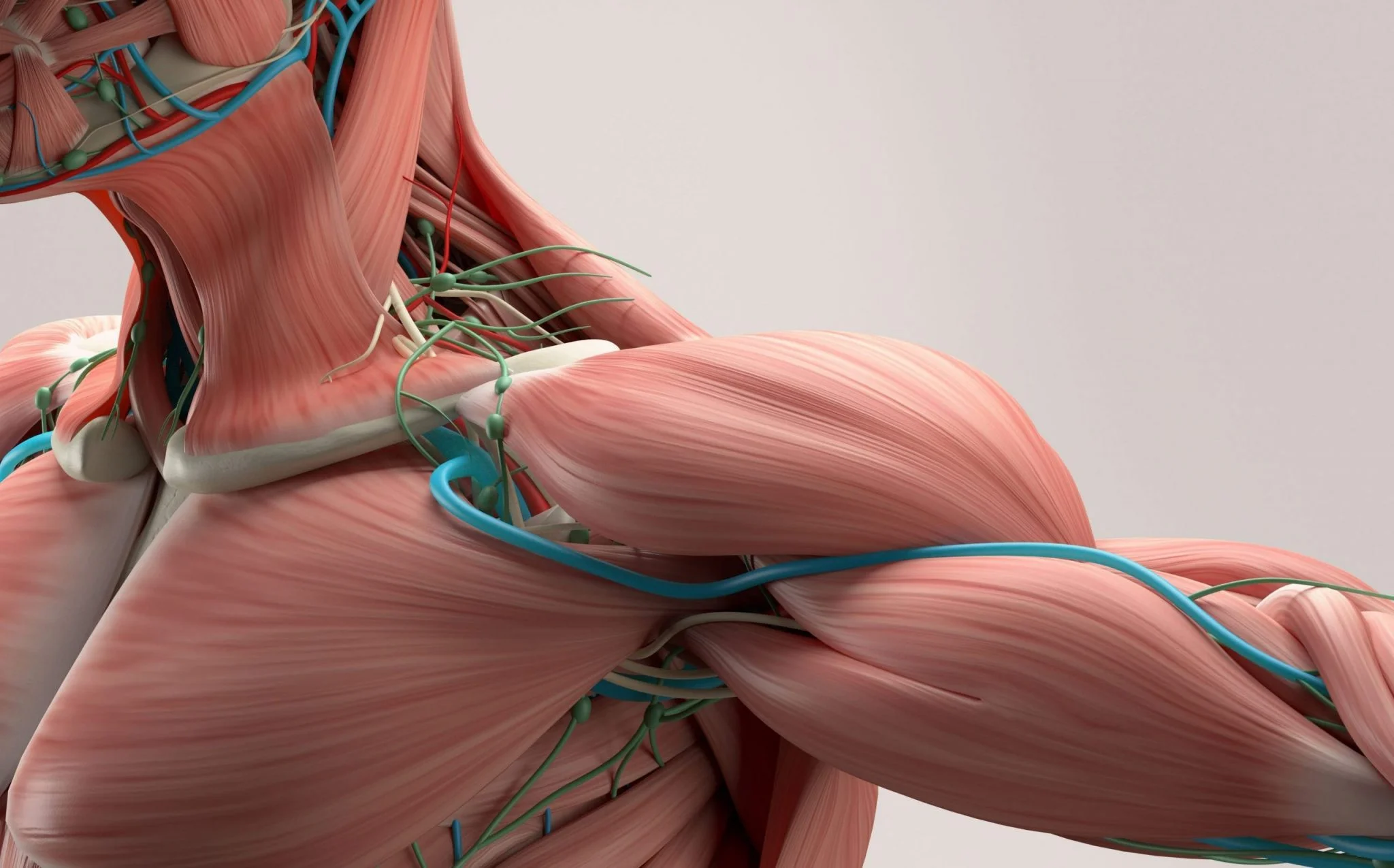 Изобретен мышечный привод, способный поднять вес в сотни раз больше собственного