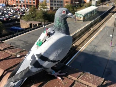 Китайские ученые создали живого голубя на радиоуправлении