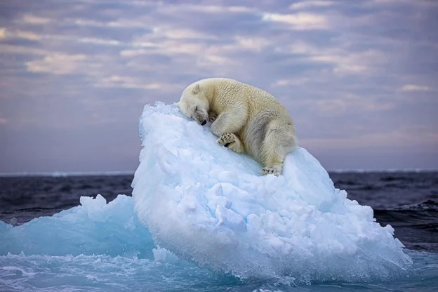 The winners of the funny wildlife photography competition have been announced