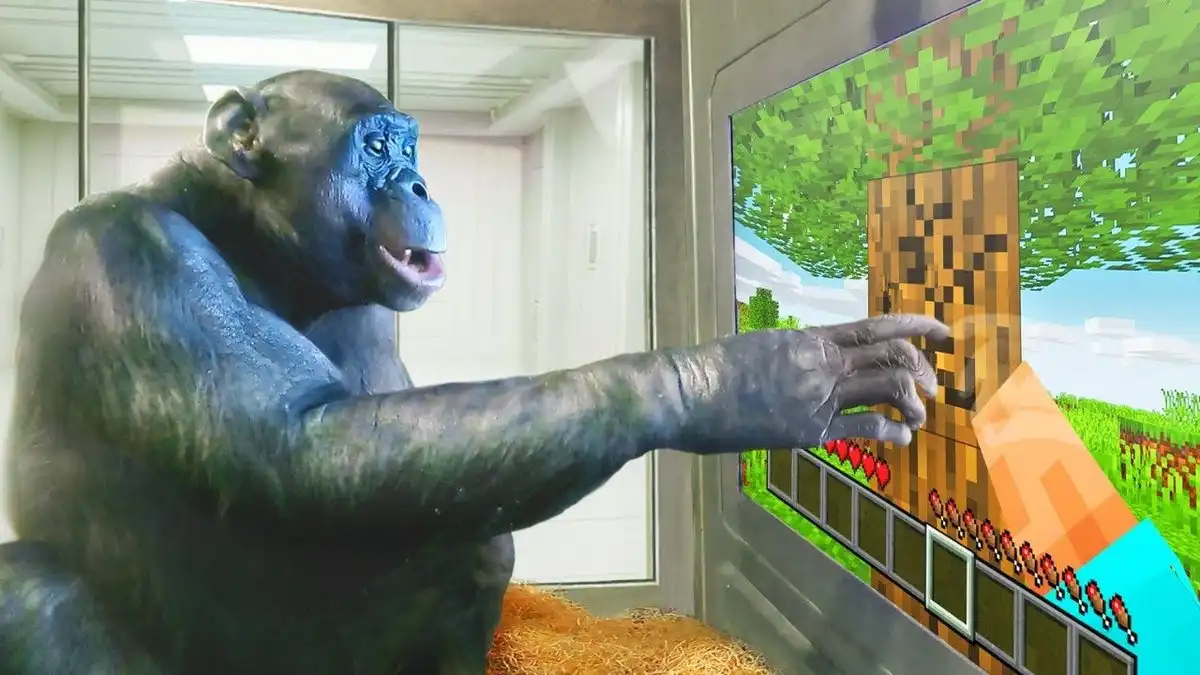 Kanzi, the Chimpanzee Who Played Minecraft and Pac-Man, Dies