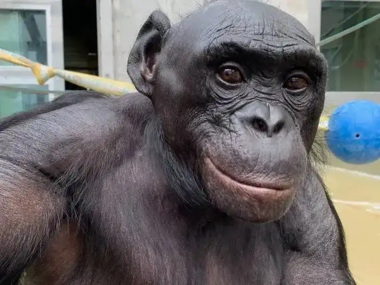 Умер Канзи — шимпанзе, игравший в Minecraft и Pac-Man