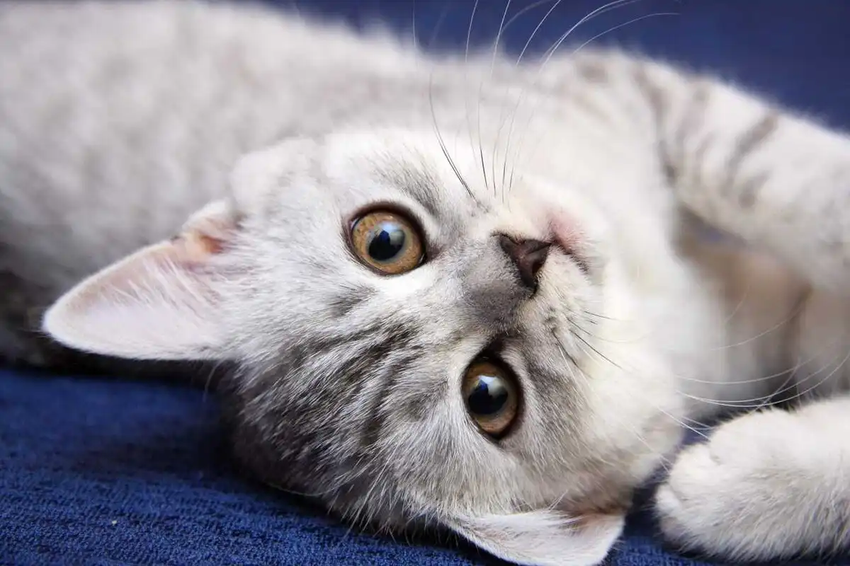 Ученые доказали: фото котиков снижают агрессию в социальных сетях